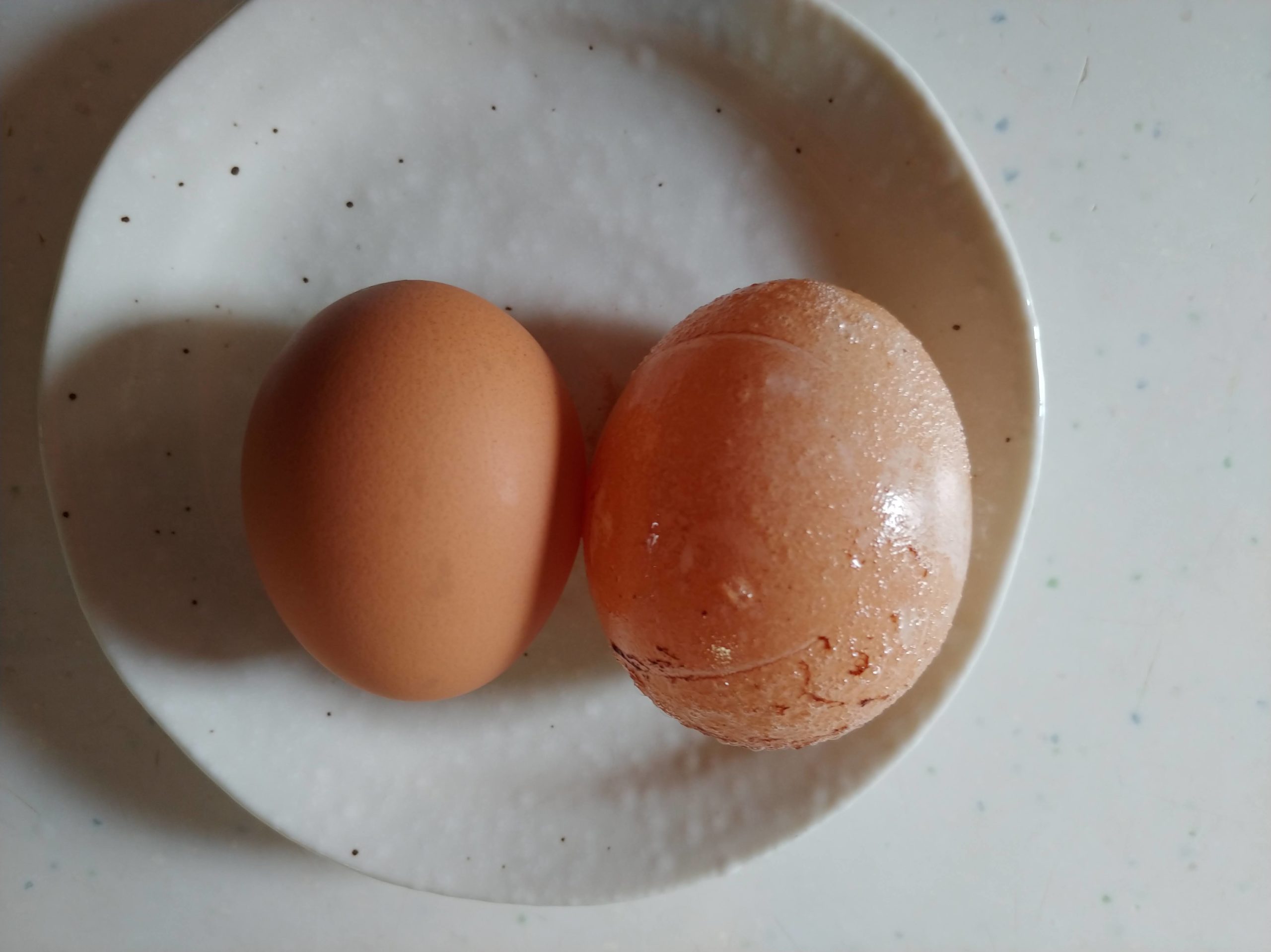 卵の大きさを比べる